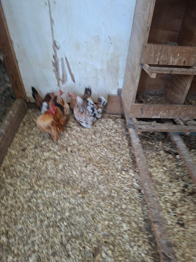 Serama eitjes, Dieren en Toebehoren, Pluimvee, Meerdere dieren, Kip