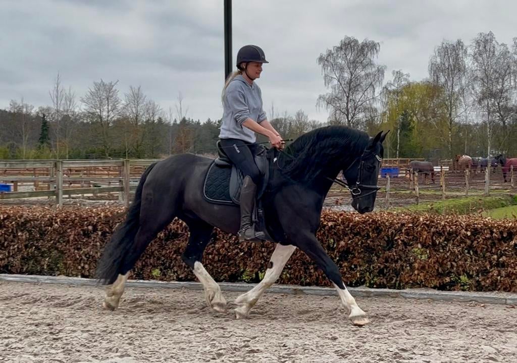 Ibop ster barock pinto hengst, Met stamboom, Dressuurpaard, Hengst, L