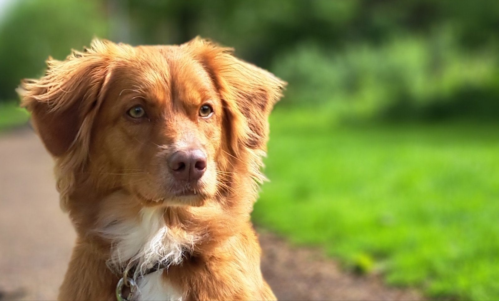 Nova Scotia duck tolling retriever, pups verwacht, 8 tot 15 weken, Teef, Parvo, Meerdere