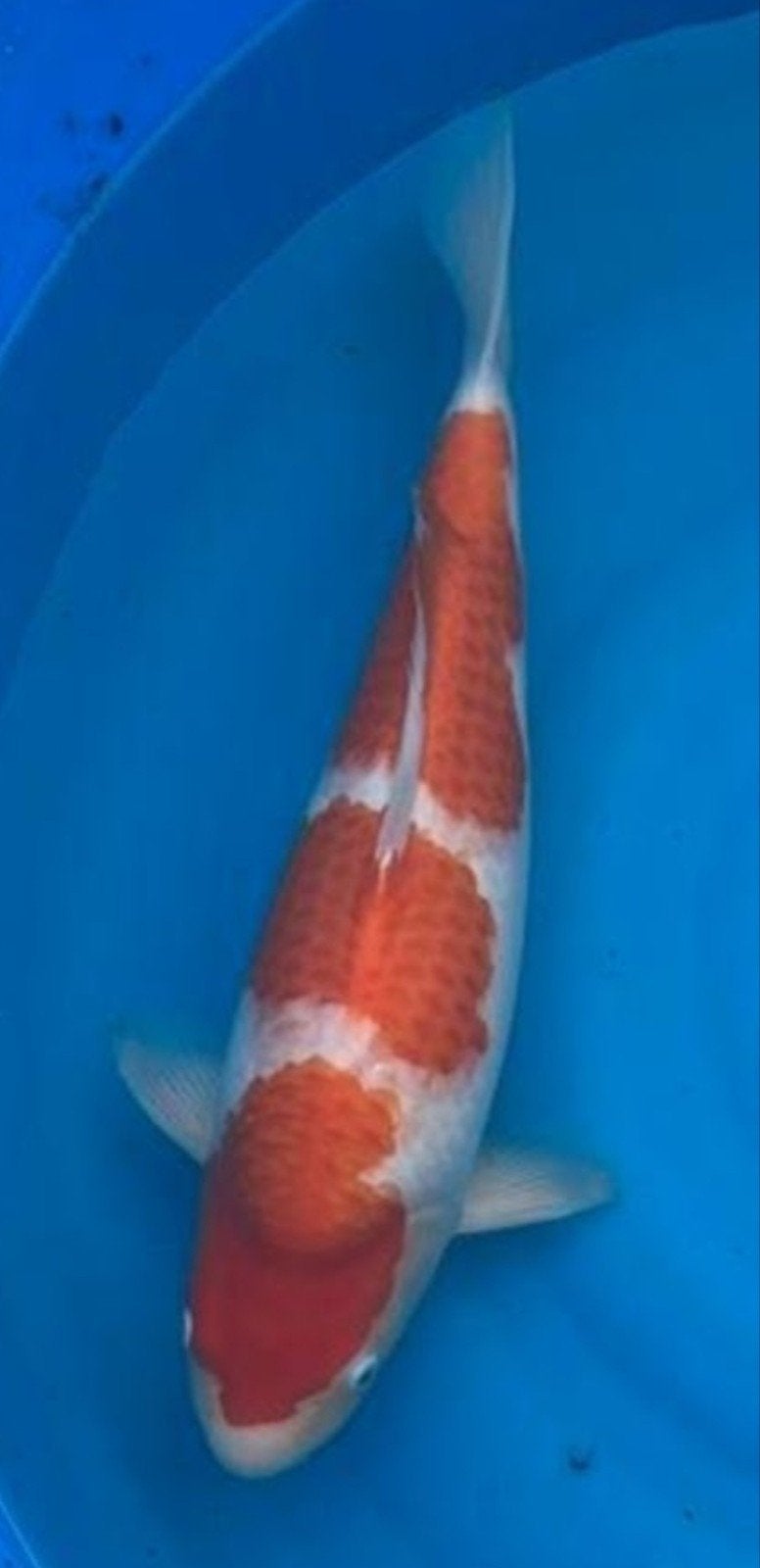 Kohaku 3 stap, Karper of Koi