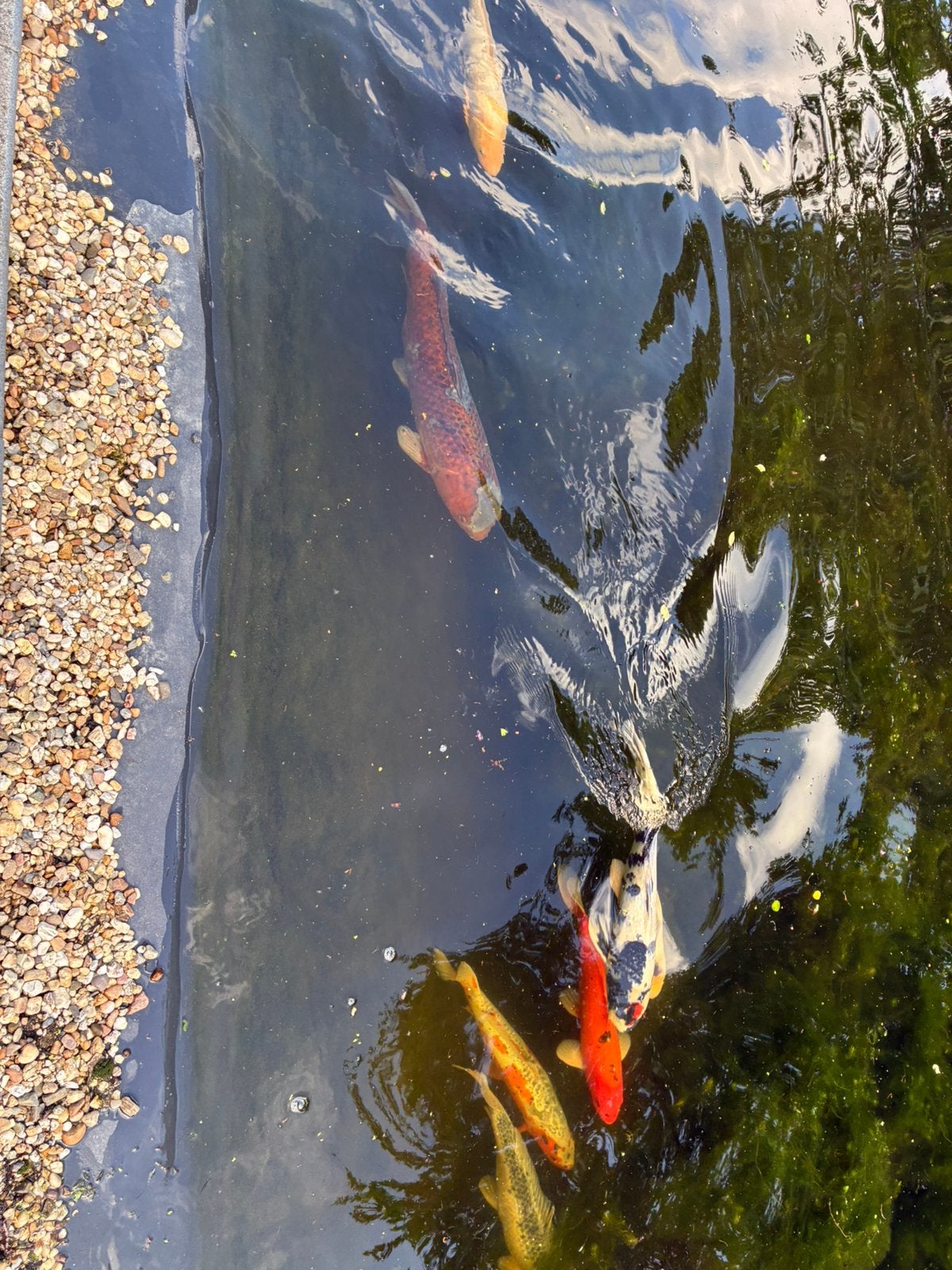 Te koop, diverse koi, lengte tussen 45-65cm, Dieren en Toebehoren, Vissen | Vijvervissen, Karper of Koi
