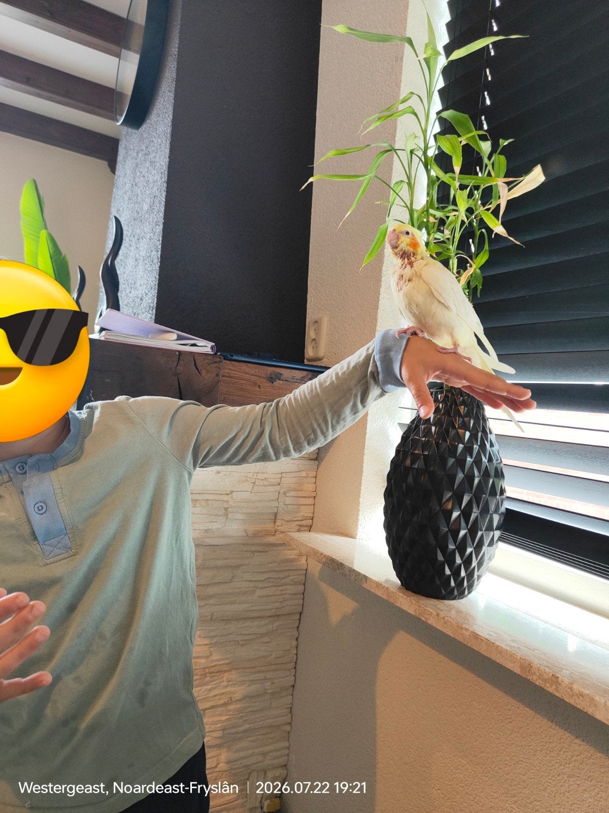 hand tam valkparkiet, Geslacht onbekend, Parkiet, Tam