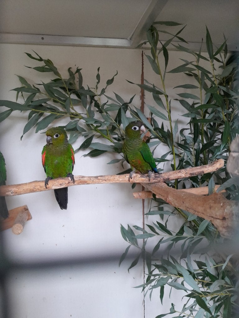 Pyrrhura Egregia. (3 mannen) 2025, Meerdere dieren, Parkiet, Geringd