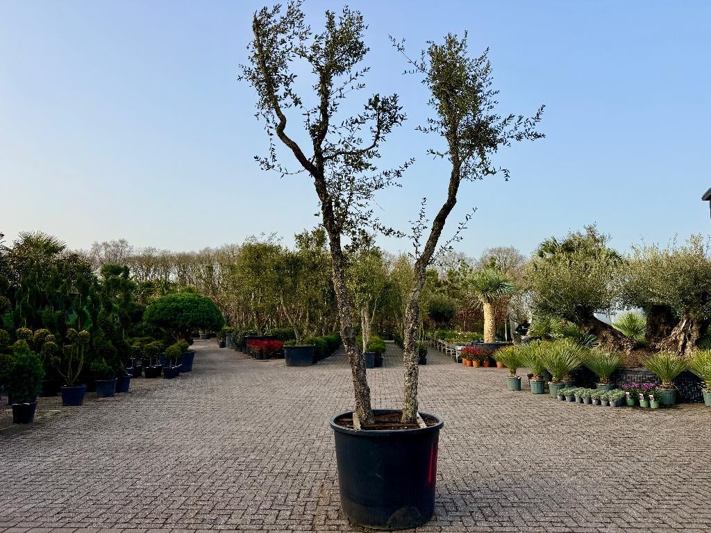 Exclusieve kurkeik - Quercus suber 30/40 dubbelstam nr 181, Overige soorten, 250 tot 400 cm, Zomer, Ophalen