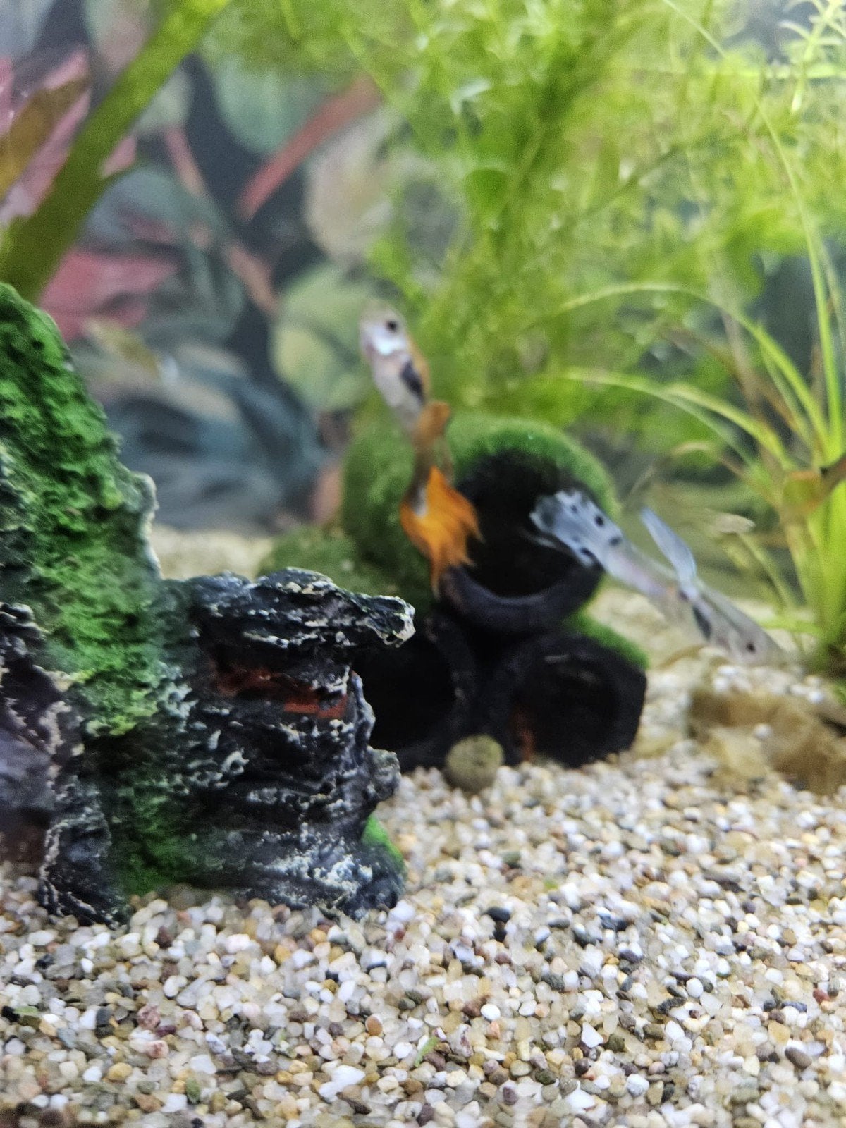 baby guppen, Dieren en Toebehoren, Vissen | Aquariumvissen, Zoetwatervis, Vis