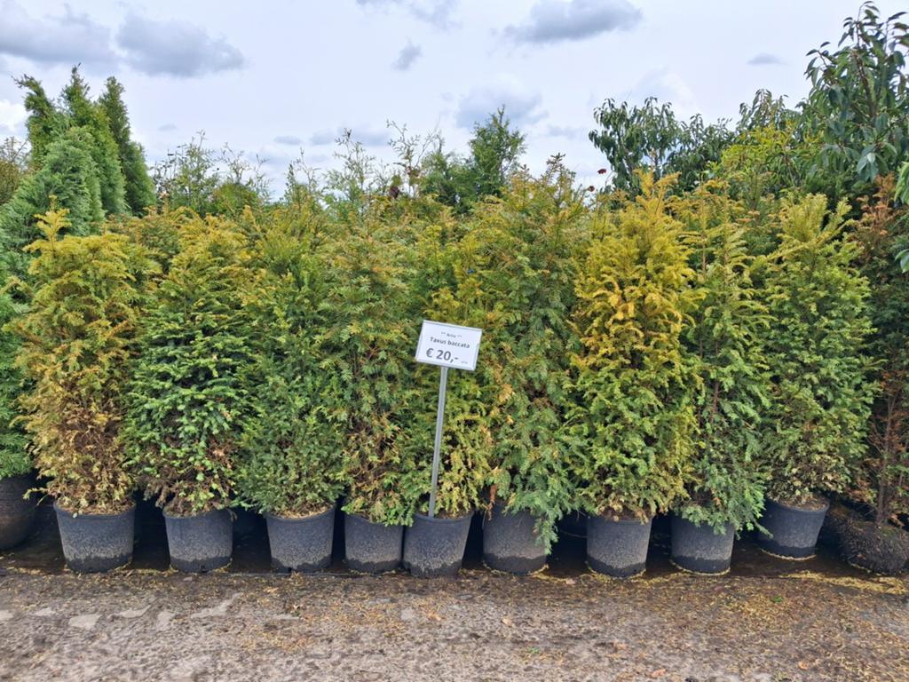 smaragd thuja dünger Purgrün Thuja-Smaragd-Dünger 1 kg