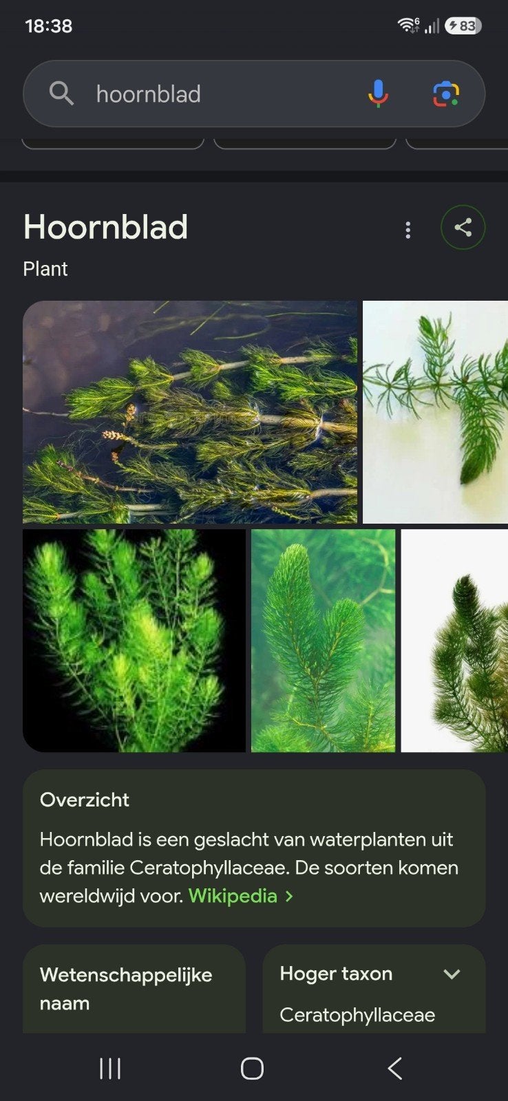 Hoornblad  gezocht of waterpest, Tuin en Terras, Vijvers, Ophalen of Verzenden