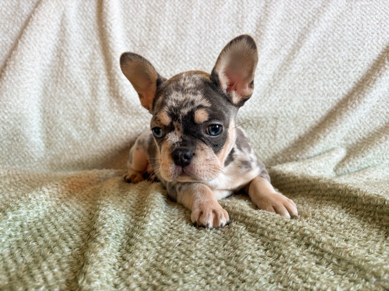 Franse bulldog met arfe stamboom, 8 tot 15 weken, Meerdere, Meerdere dieren, Nederland
