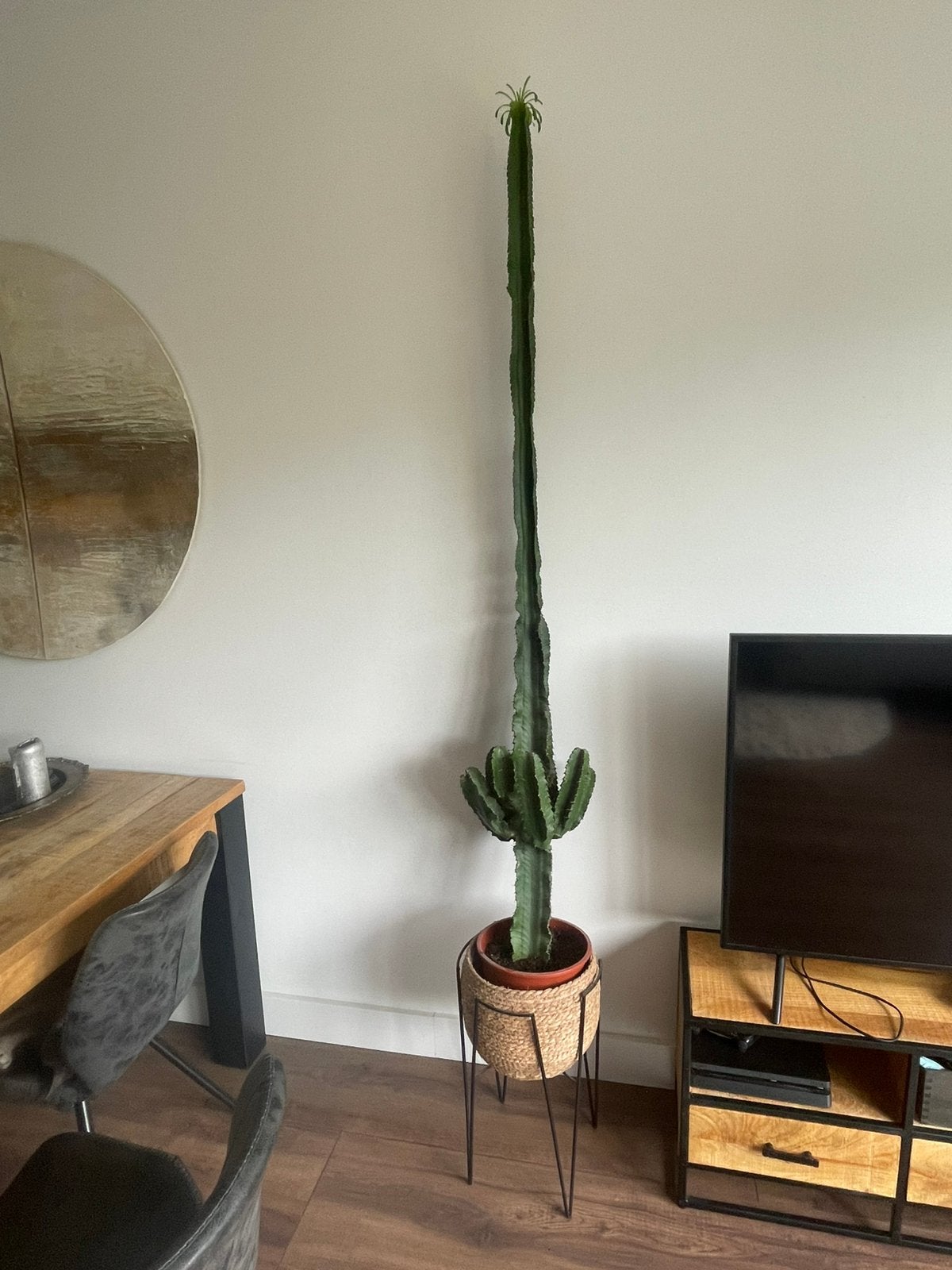 Grote Cactus Euphorbia Trigona - 164 cm, Ophalen, Minder dan 100 cm, In pot, Cactus