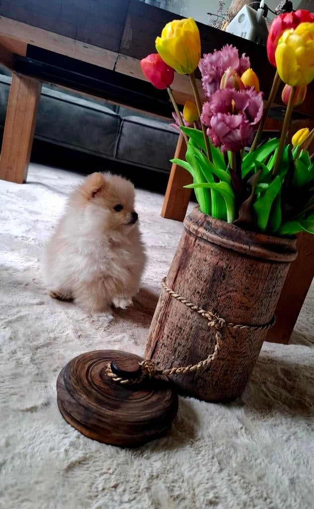 Super mooie lieve pomeriaan /pomeranian pups te koop, Dieren en Toebehoren, Overige rassen, Meerdere, Meerdere dieren, Nederland
