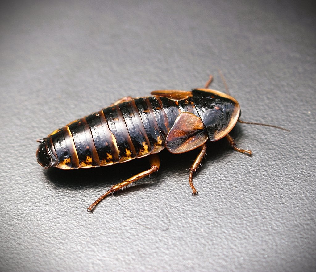 Blaptica Dubia Kakkerlakken – Alle maten beschikbaar, Dieren en Toebehoren, Overige soorten, 0 tot 2 jaar