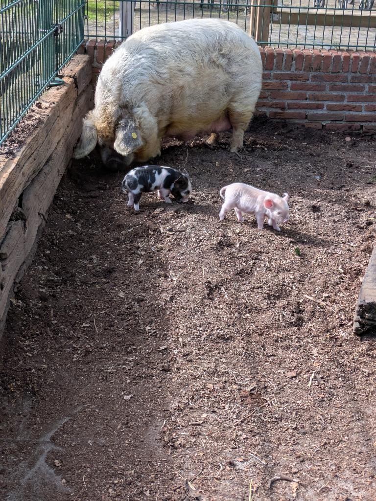 Kune kune biggen, Dieren en Toebehoren, Meerdere dieren, Varken