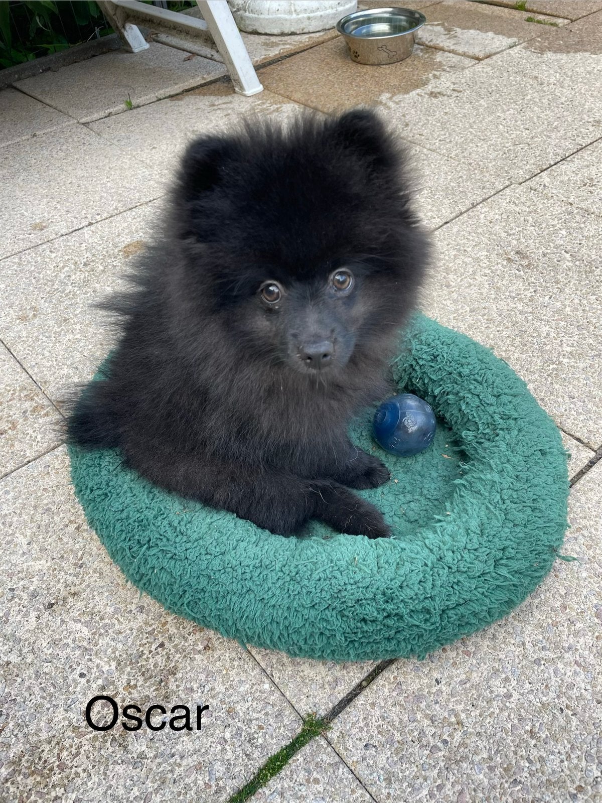 2 Prachtige pomeriaan/dwergkees pups.(Reutjes)💙💙, Overige rassen, 8 tot 15 weken, Parvo, Meerdere