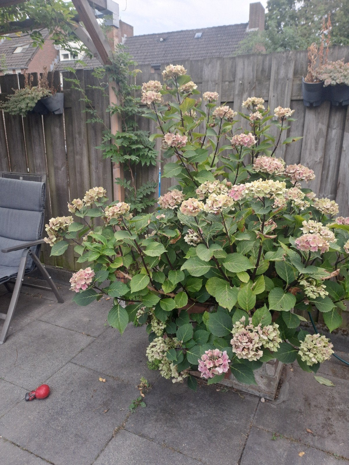 Grote Hortensia in pot - Roze/Wit, Vaste plant, Halfschaduw, Zomer, Ophalen