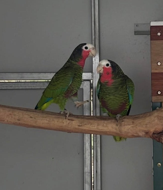 gezocht cuba amazone losse pop, Meerdere dieren, Papegaai