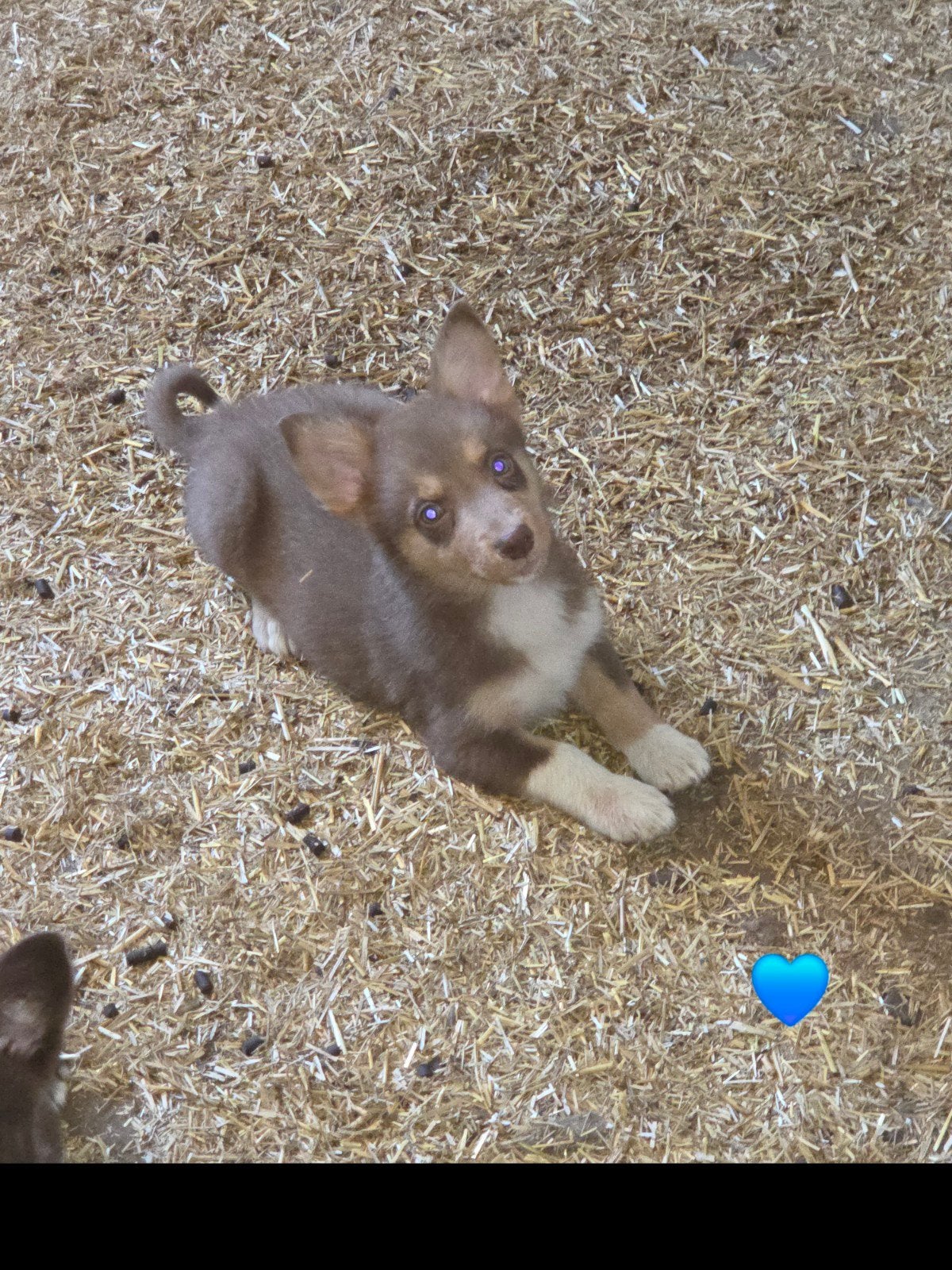 Prachtige Welsh corgi Cardigan pups, Parvo, België, Fokker | Hobbymatig, 8 tot 15 weken