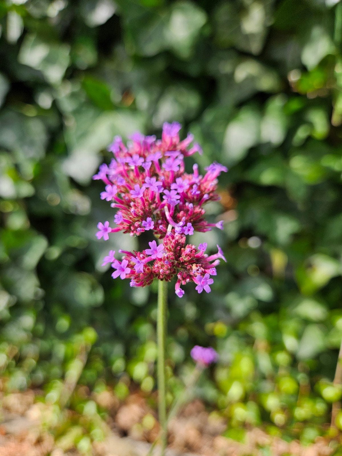 Verbena Bonariensis (IJzerhard) - Elegante Vaste Planten, Tuin en Terras, Overige soorten, Volle zon, Vaste plant, Ophalen of Verzenden