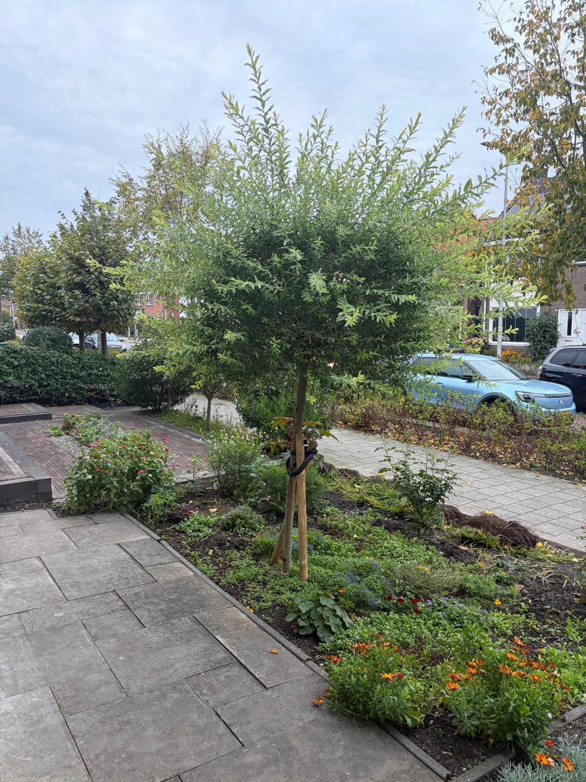 Bonte Wilg - Stam 6cm, Tuin en Terras, Ophalen, Volle zon, Overige soorten, 100 tot 250 cm