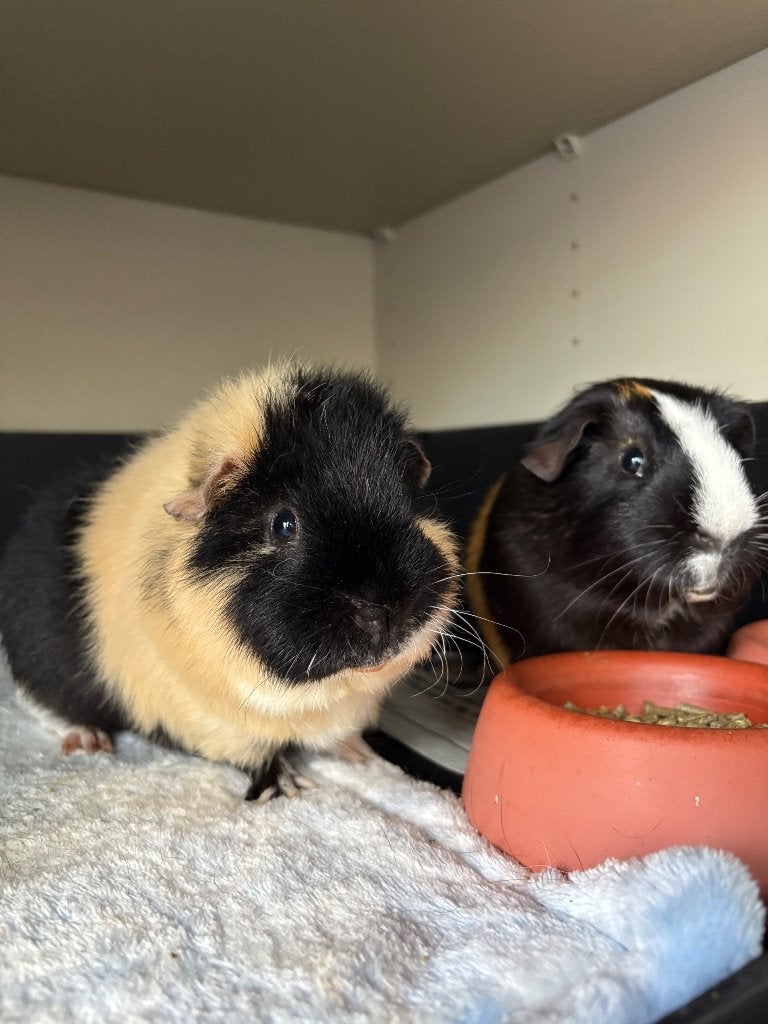 Twee cavia’s te koop, Dieren en Toebehoren, Cavia, Mannelijk, Tam, Oktober