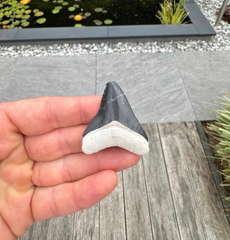 Otodus megalodon tand, Bone Valley Florida, Verzamelen, Mineralen en Fossielen, Ophalen of Verzenden, Fossiel