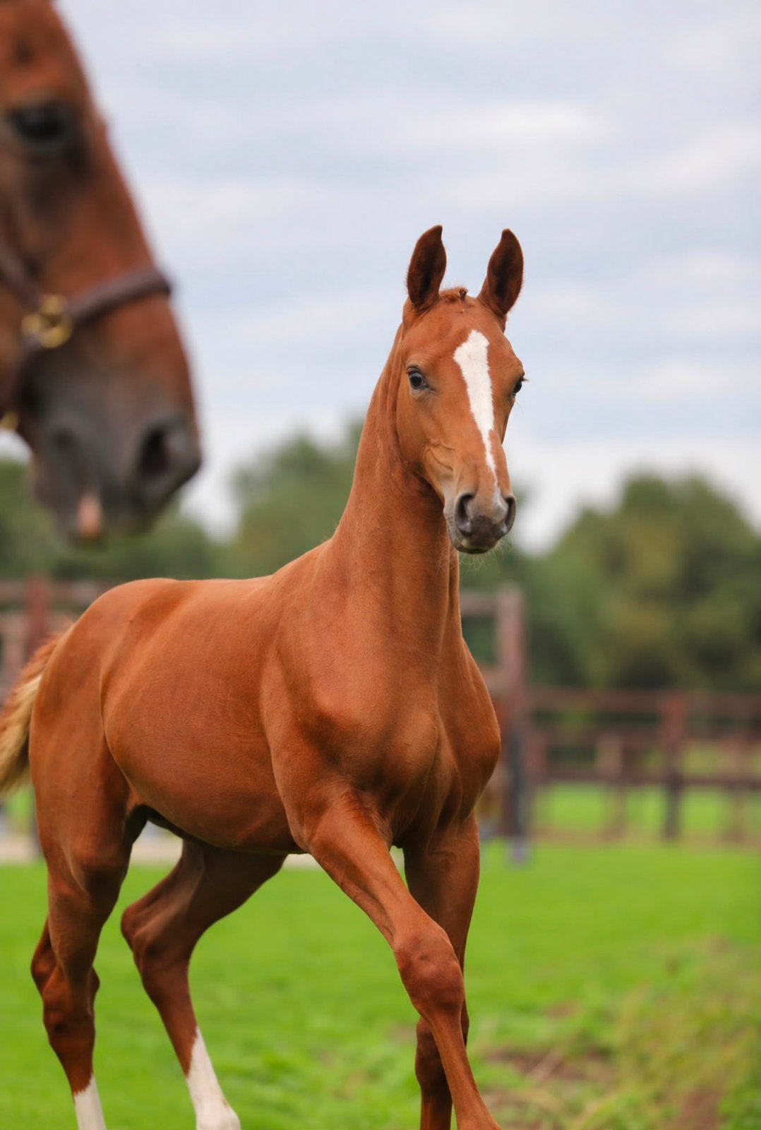 Souverain x Apache x Weltmeyer x Rubinstein I, merrie 2026, Dieren en Toebehoren, Merrie, Dressuurpaard, 0 tot 2 jaar
