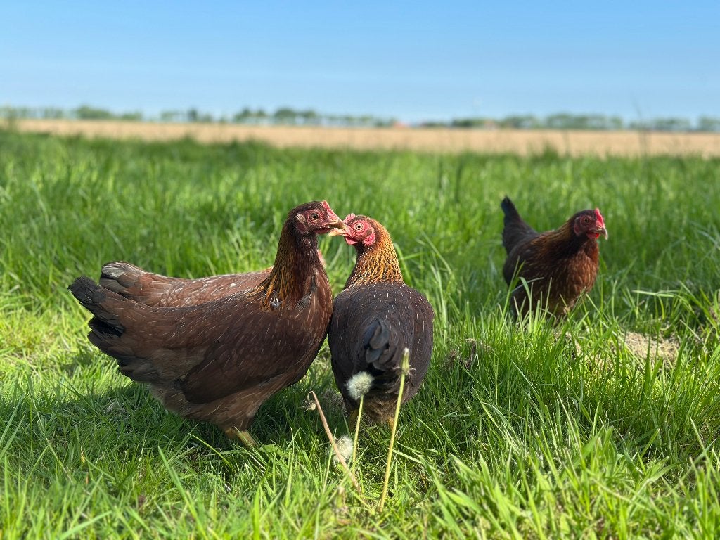 Jonge tamme Welsumer kriel kippen gesekst & ingeënt, Dieren en Toebehoren, Pluimvee, Vrouwelijk, Kip