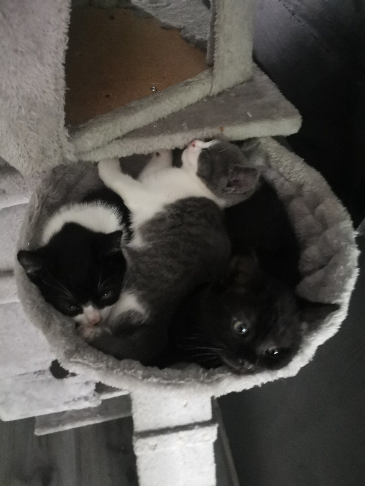 2 lieve zusjes te koop. Kruizing Brits X europeze korthaar, Dieren en Toebehoren, Poes, Kortharig, 0 tot 2 jaar