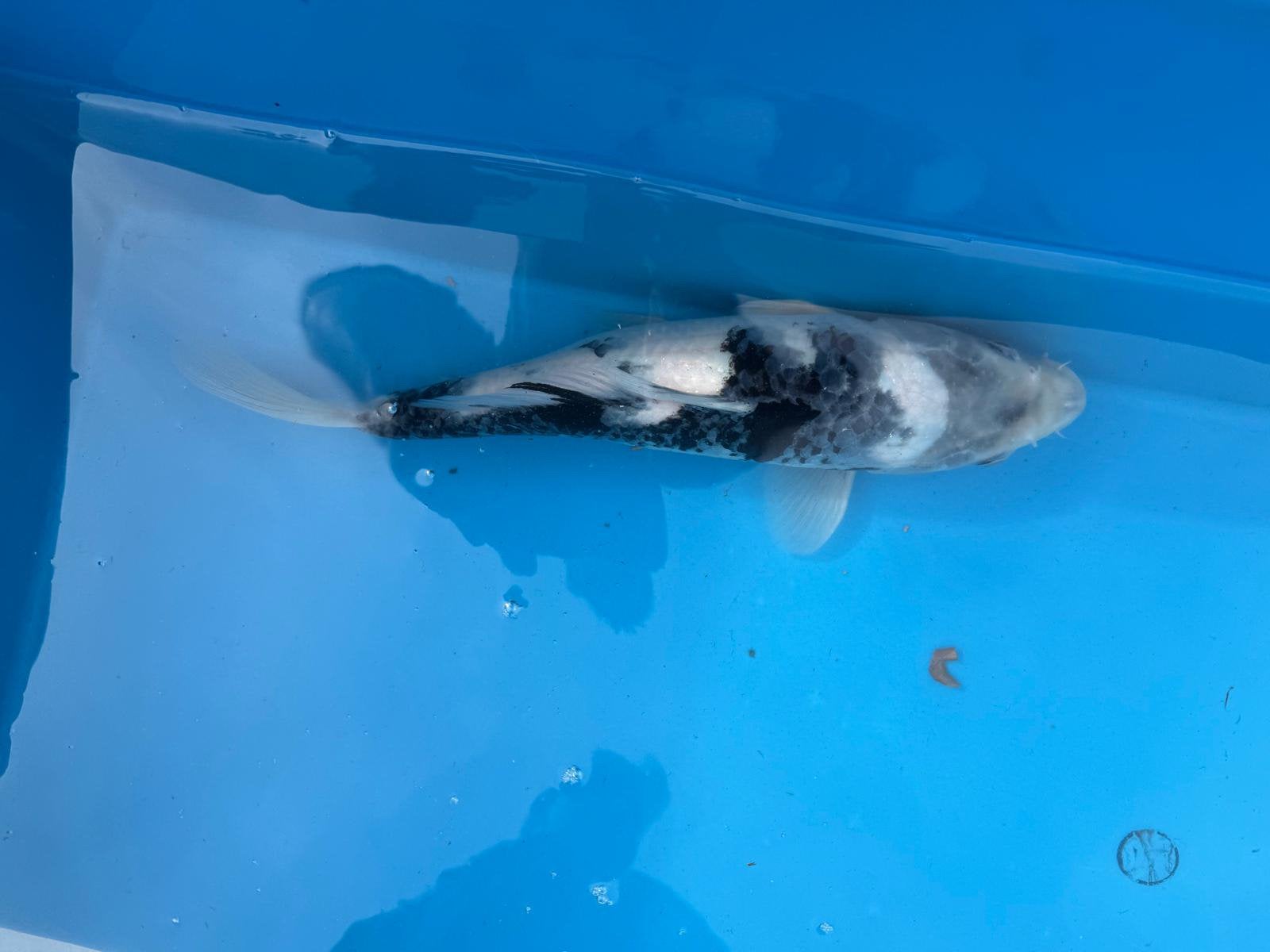 Mooie shiro, Dieren en Toebehoren, Karper of Koi