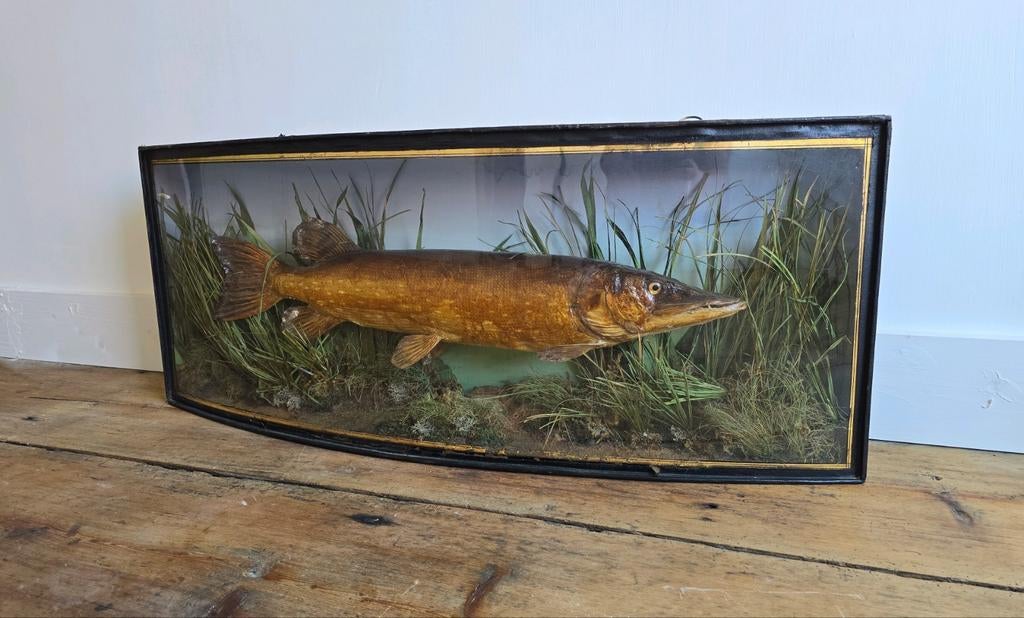 Opgezette snoek, vis in vitrine, Engels, Victoriaans, Verzamelen, Dierenverzamelingen, Ophalen, Zo goed als nieuw, Vogel, Opgezet dier