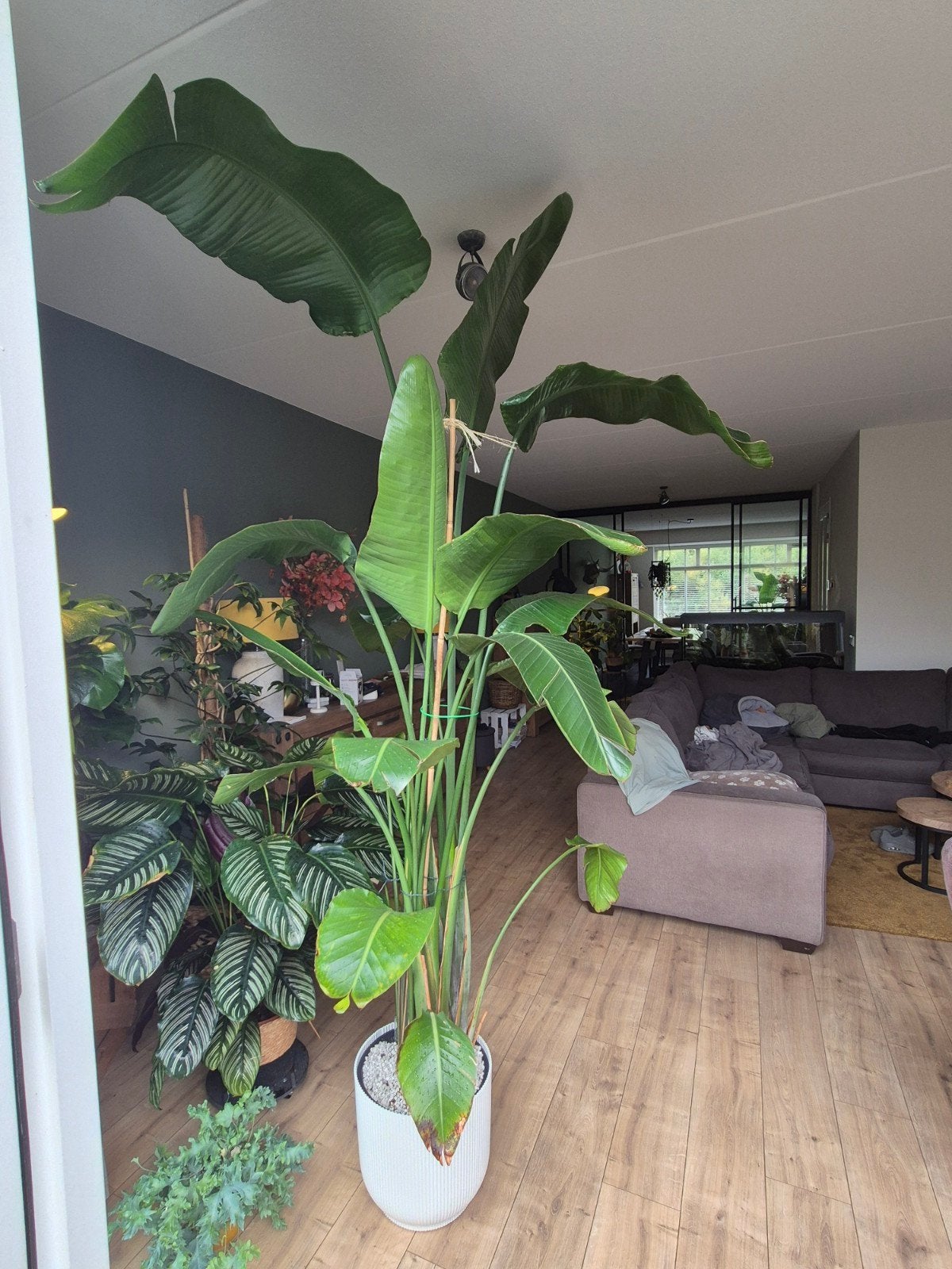 grote strelitzia nicolai (bijna 270 cm), Ophalen, 200 cm of meer, In pot, Volle zon