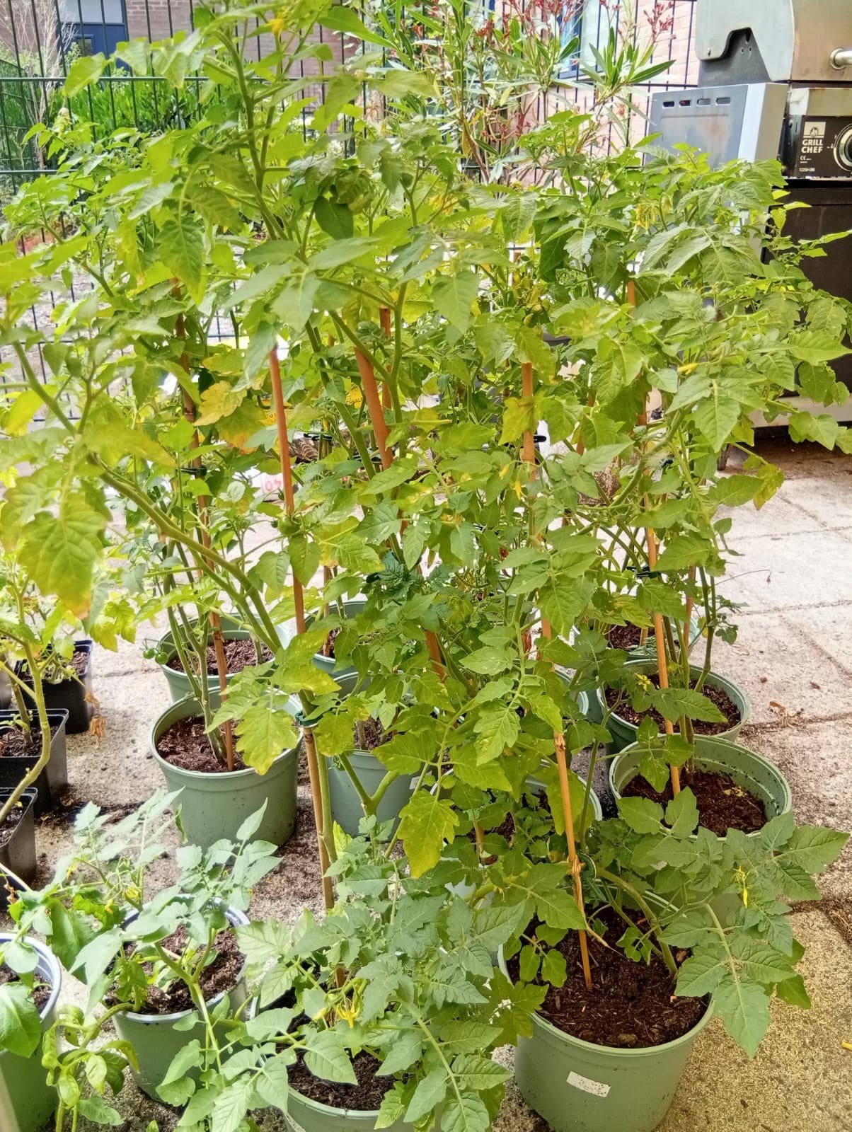 Tomatenplantjes voor tuin en balkon, Tuin en Terras, Ophalen, Eenjarig, Groenteplanten, Volle zon