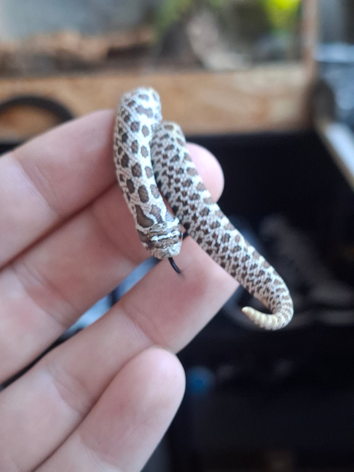 artic haakneus Hognose Snake photo 3