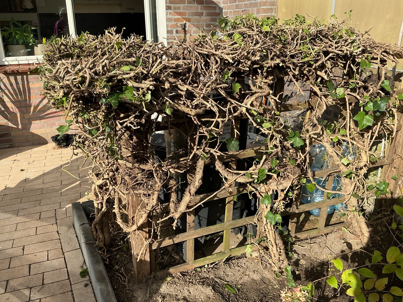 Klimop (Hedera helix) - Grote, volgroeide plant, Tuin en Terras, Vaste plant, Ophalen of Verzenden, Bloeit niet, Halfschaduw