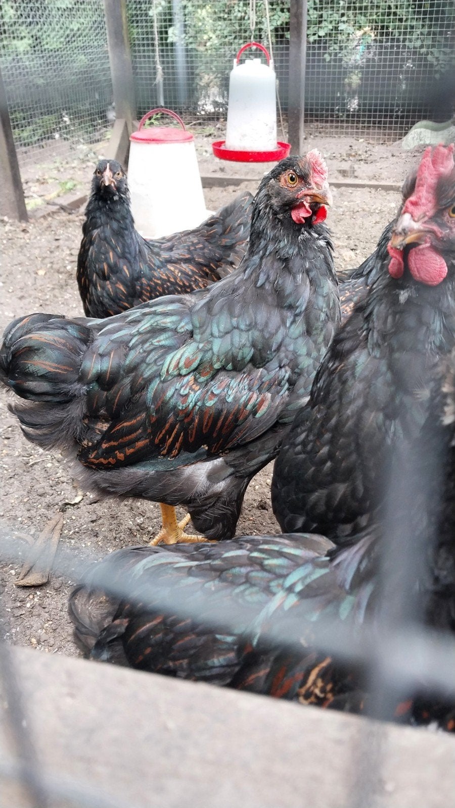 3 groot barnevelder hanen dubbel gezoomd 11 weken, Dieren en Toebehoren, Mannelijk, Kip