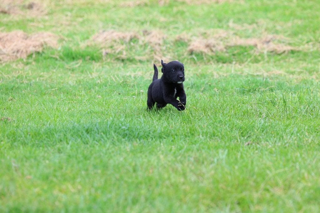 labrador pups /border collie pups /💝Boer Zoekt Vrouw, OPPAS, 8 tot 15 weken, Labrador retriever, Meerdere, Meerdere dieren