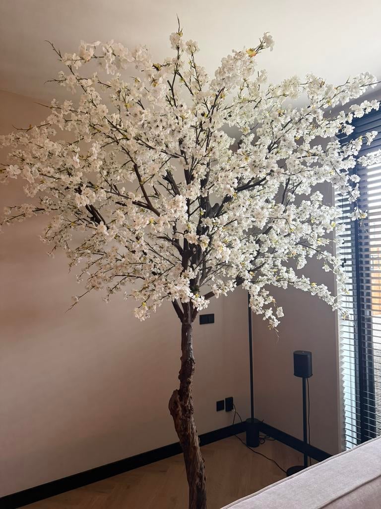 Prachtig grote japanse bloesem boom (zo goed als nieuw), Ophalen of Verzenden, Zo goed als nieuw