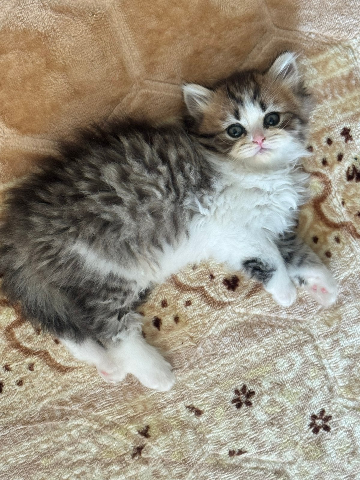 Lieve kittens te koop, Poes