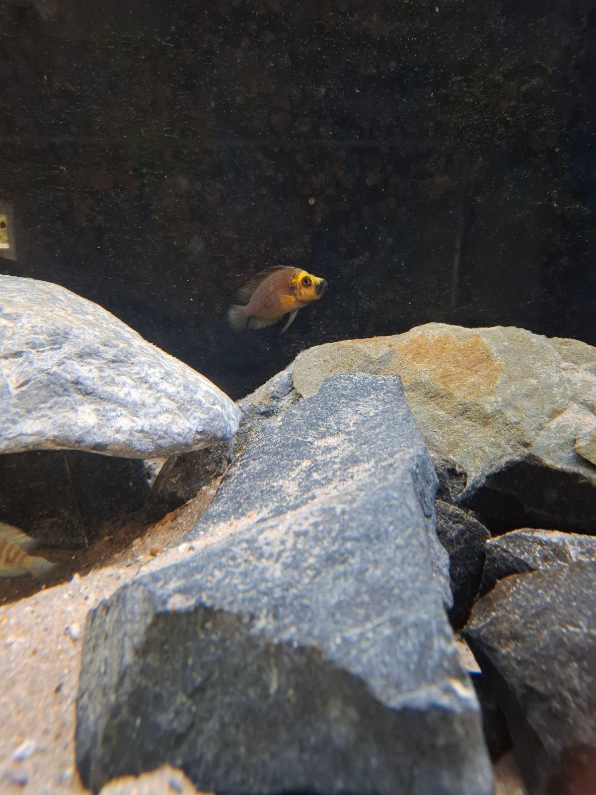 tanganyika bestand, Dieren en Toebehoren, Vis