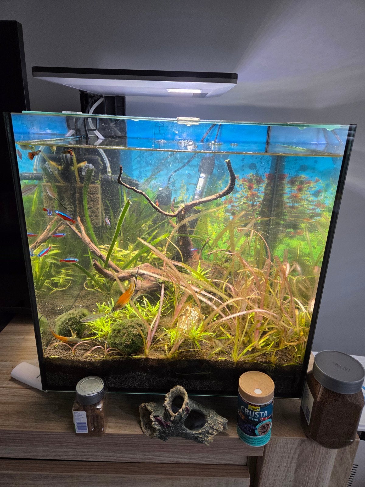 60 liter zoetwater aquarium, Vis