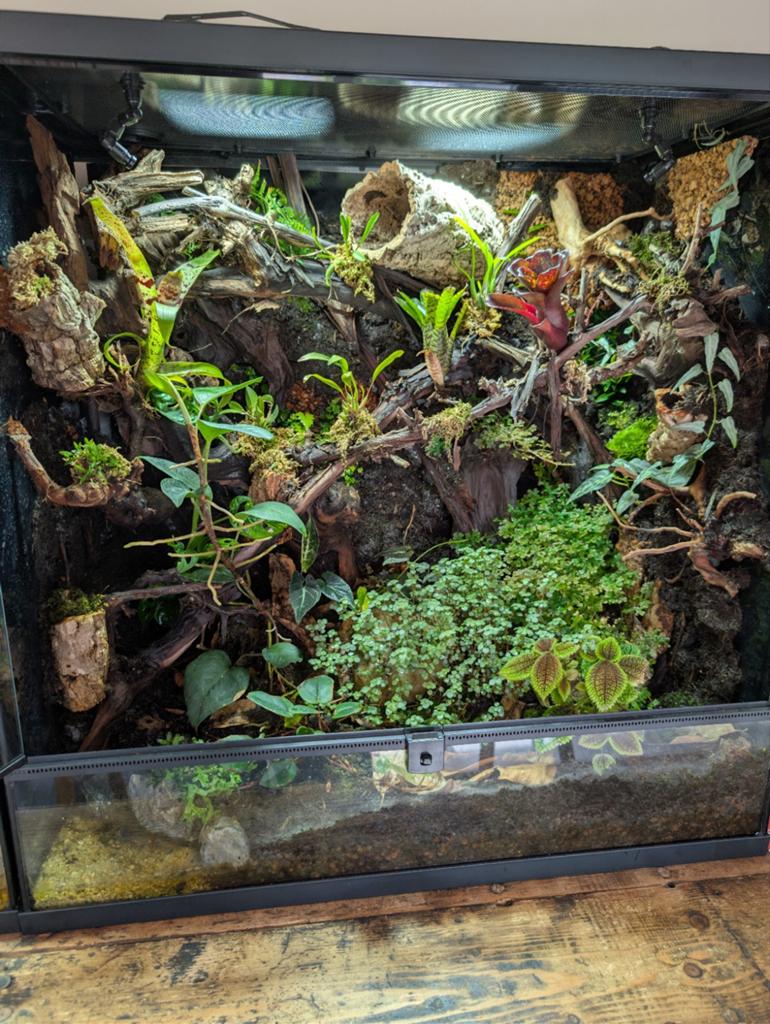 Paludarium, Dieren en Toebehoren, Reptielen en Amfibieën | Toebehoren, Ophalen
