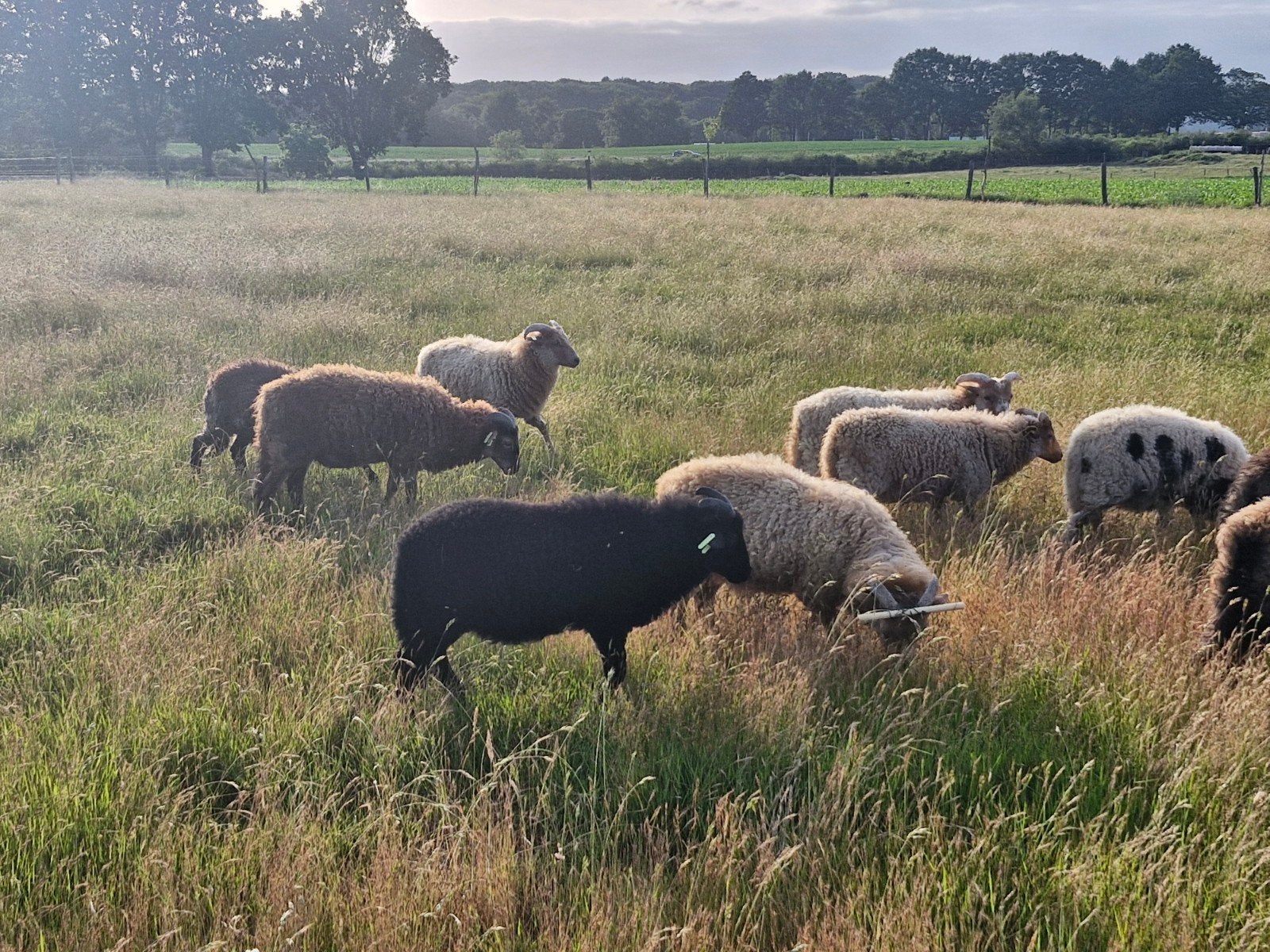 Drentse heideschapen, ram lammeren. Heideschaap., Dieren en Toebehoren, Mannelijk, Schaap, 0 tot 2 jaar