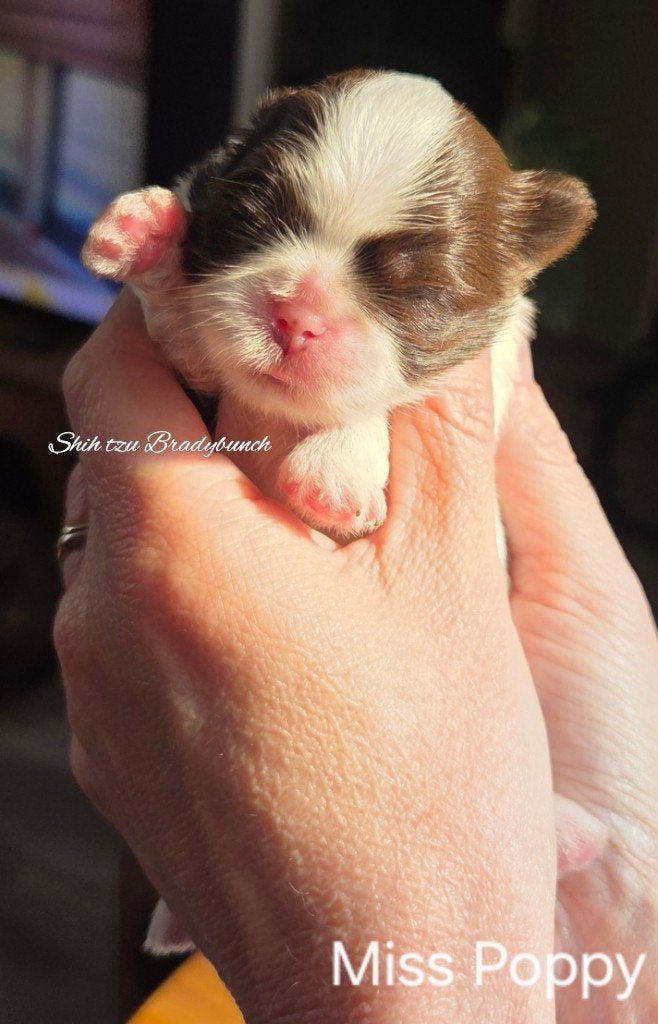 Nog 2 raszuivere Shih tzu teefjes met stamboom, Parvo, Overige rassen, 8 tot 15 weken, Meerdere