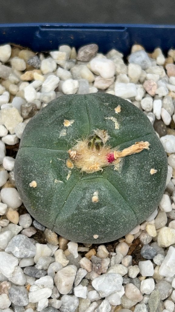 Lophophora williamsii (vetplant), Huis en Inrichting, Kamerplanten, Vetplant, Ophalen of Verzenden, In pot, Minder dan 100 cm