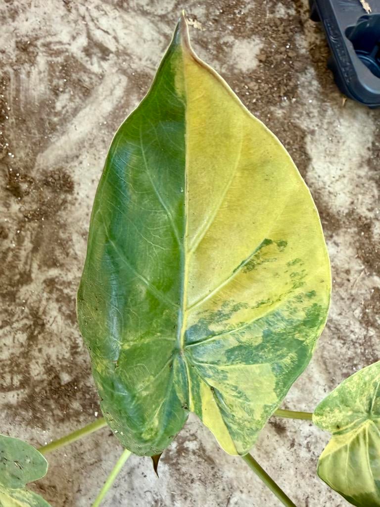 Alocasia Wentii Aurea, Ophalen of Verzenden