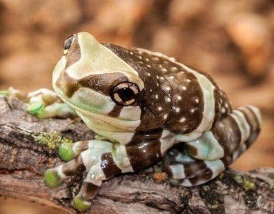 Trachycephalus resinifictrix melkkikker nakweek, Amfibie, 0 tot 2 jaar