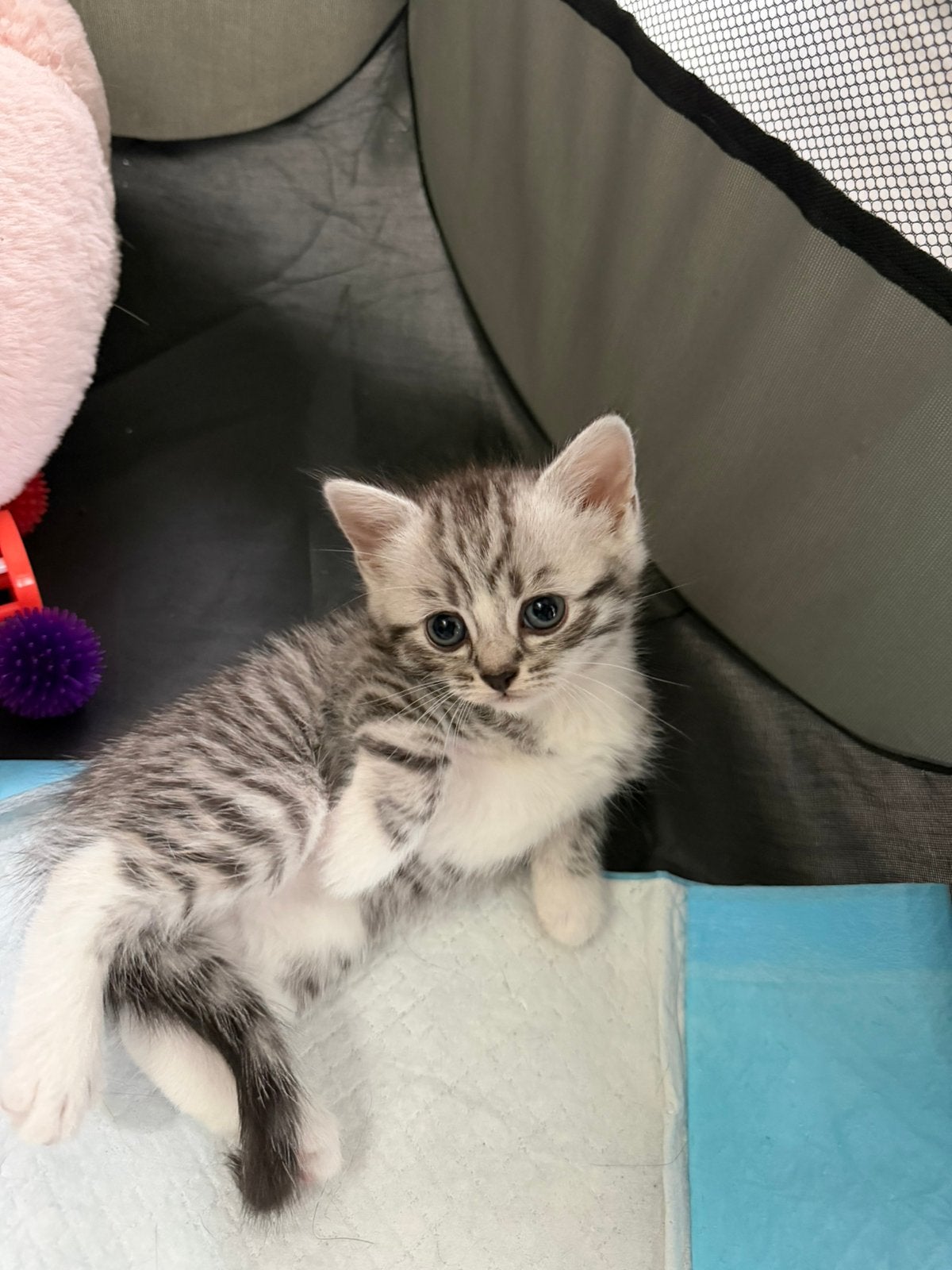 Britse korthaar kittens mogen nest verlaten, Dieren en Toebehoren, Meerdere dieren, Ontwormd, 0 tot 2 jaar