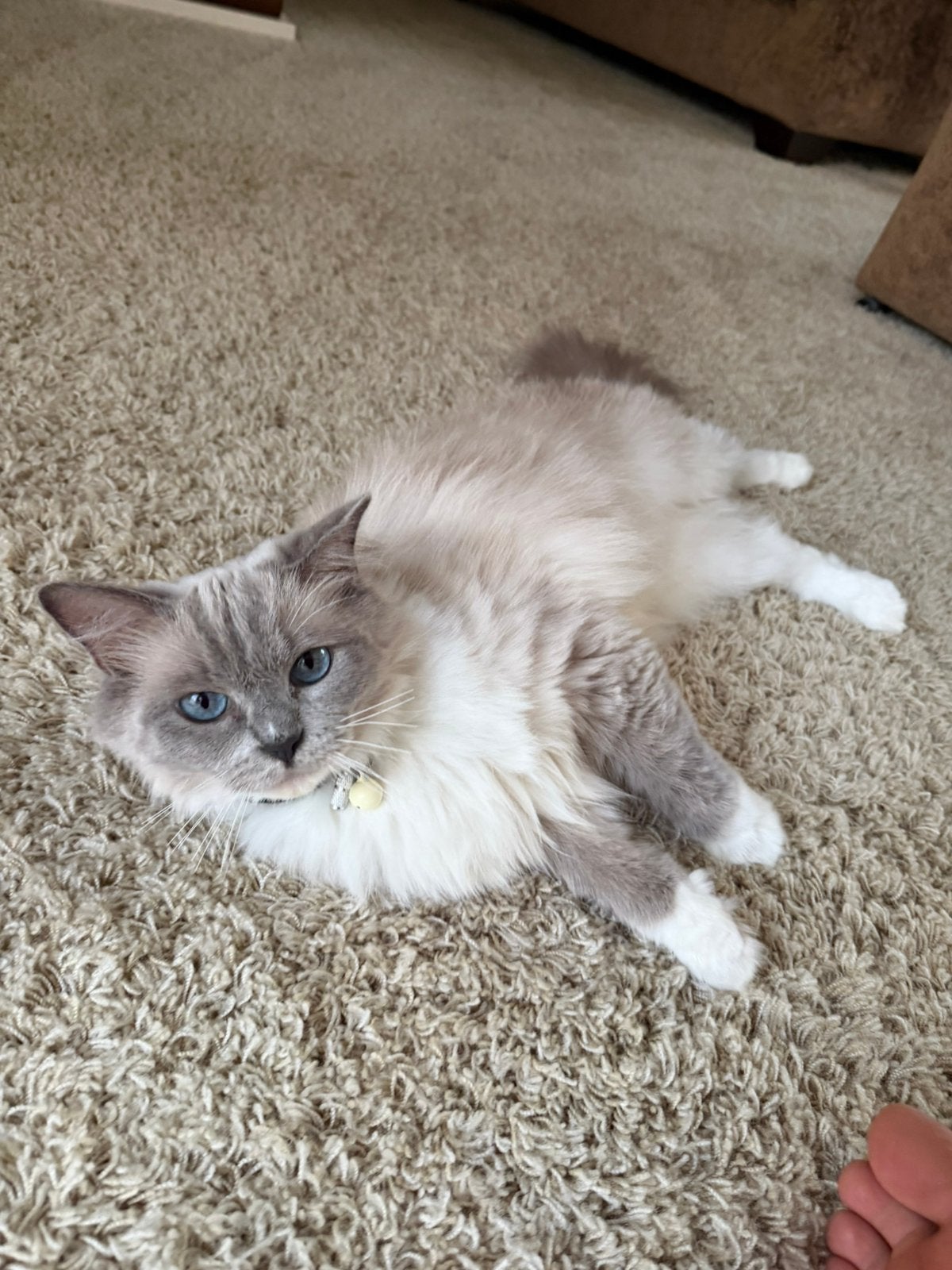 Raszuivere ragdoll Kittens verwacht september !, Kater