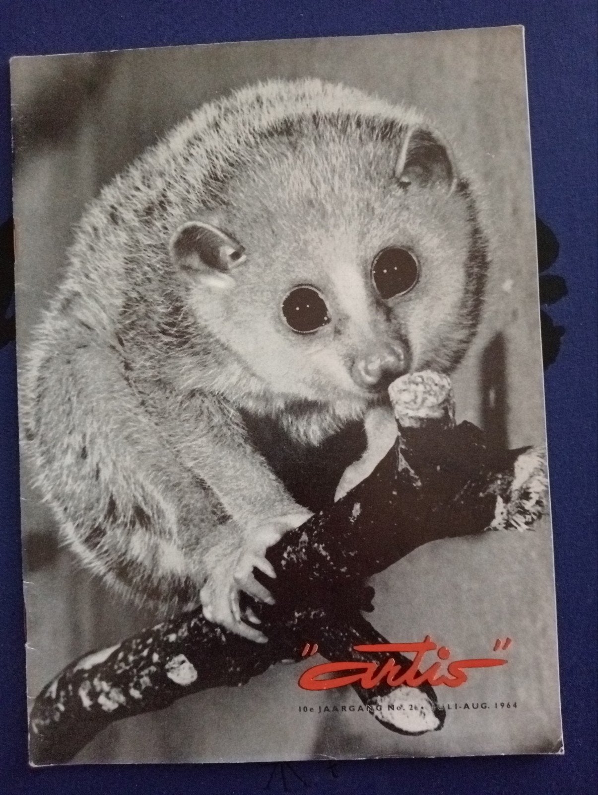 Artis Magazine 1964 - Schattig Bushbaby op Cover, Verzenden, Gelezen, Natuur algemeen, Onbekend
