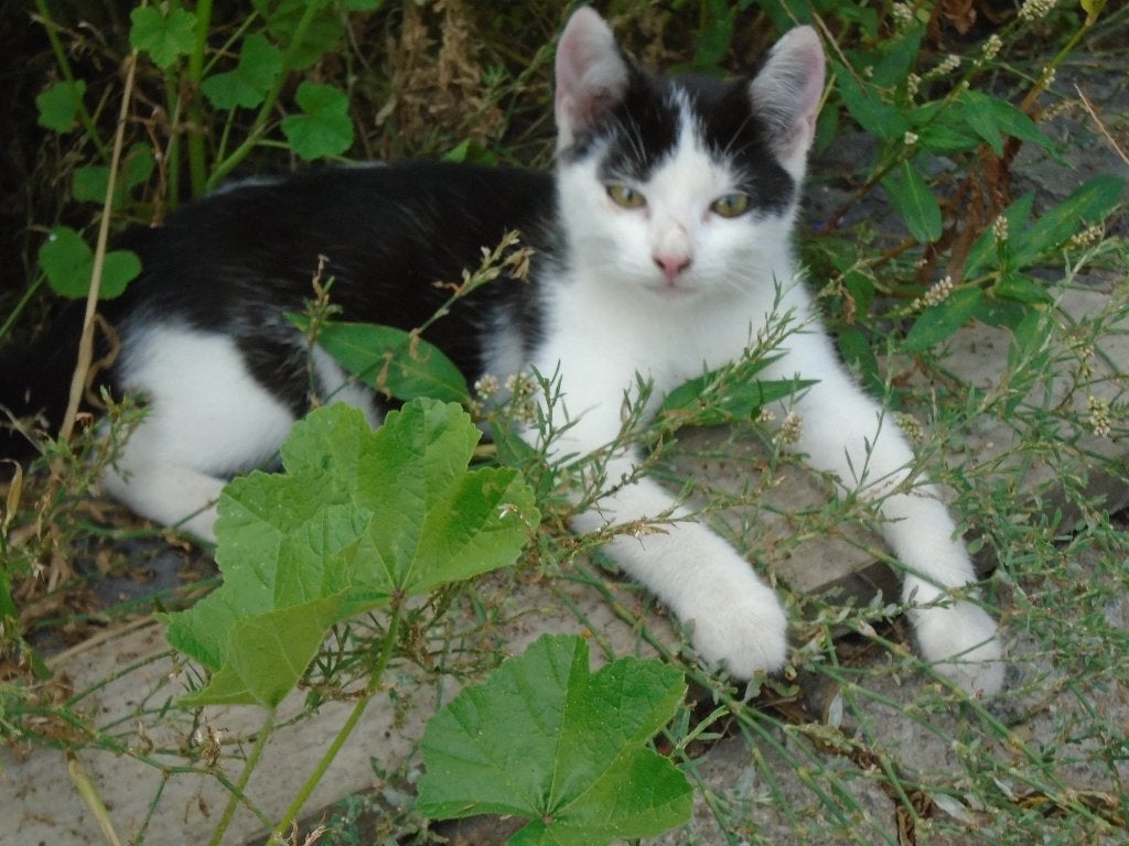 Boerderij kittens poesjes en katertjes jonge kater en poezen, Meerdere dieren, Kortharig, 0 tot 2 jaar