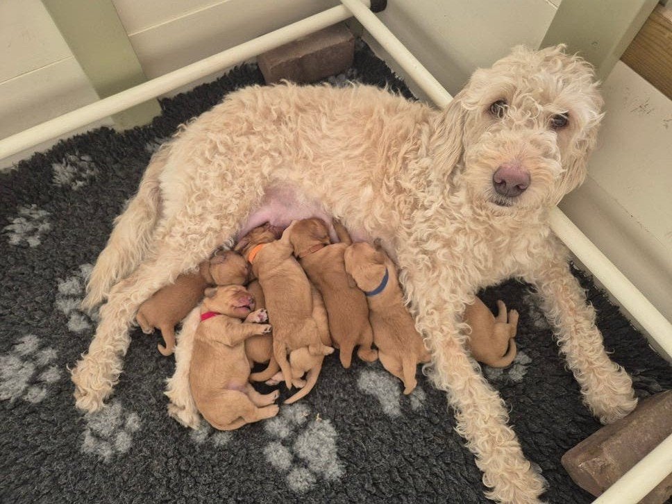 labradoodles pups abrikooskleur, Overige rassen, 8 tot 15 weken, Meerdere, Meerdere dieren